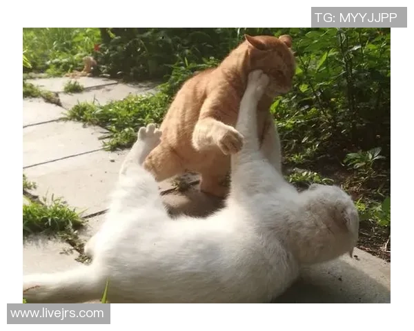 大岛松鼠与水户的激烈对决揭示了日本足球的无限魅力与竞争精神 大岛松鼠与水户的激烈对决揭示了日本足球的无限魅力与竞争精神